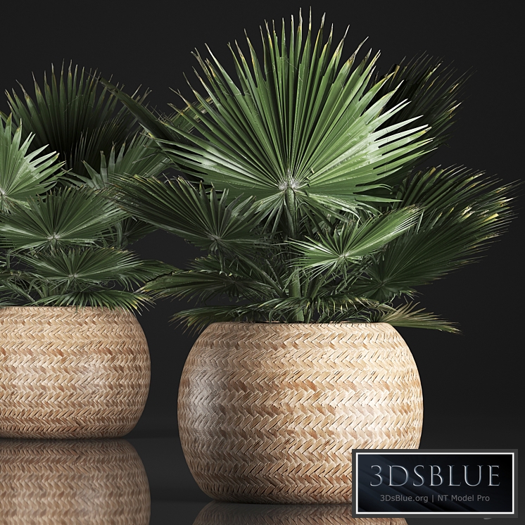 Fan palm in a basket 339. Interior palm tree, basket, rattan, brachea, eco design, natural decor
