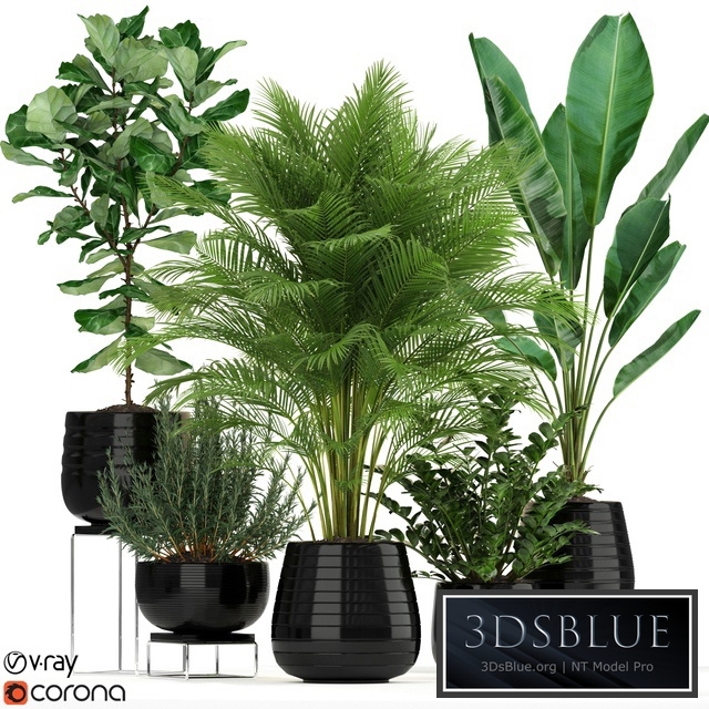 Plants collection 180