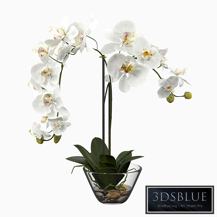Phalaenopsis Silk White Orchid in Glass Vase