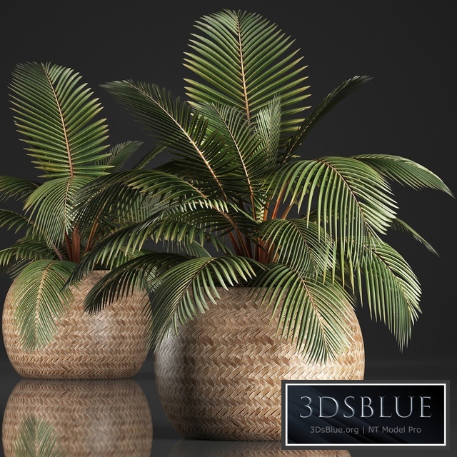 Plant Coconut palm 340. Small palm, basket, rattan, indoor, interior, eco design, natural decor