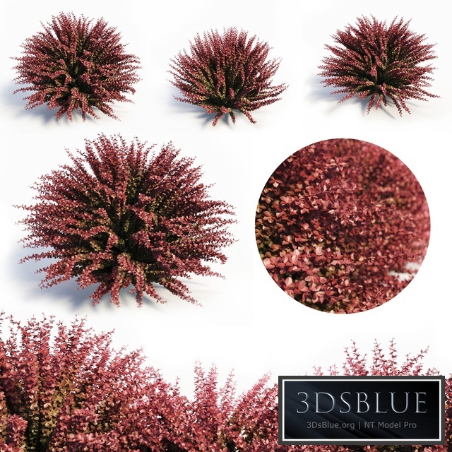 Berberis Thunbergii (Red Barberry)