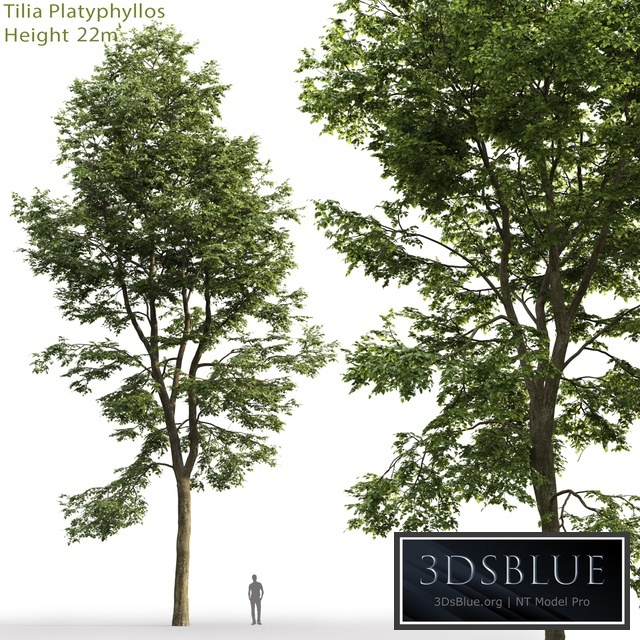 Tilia platyphyllos3232