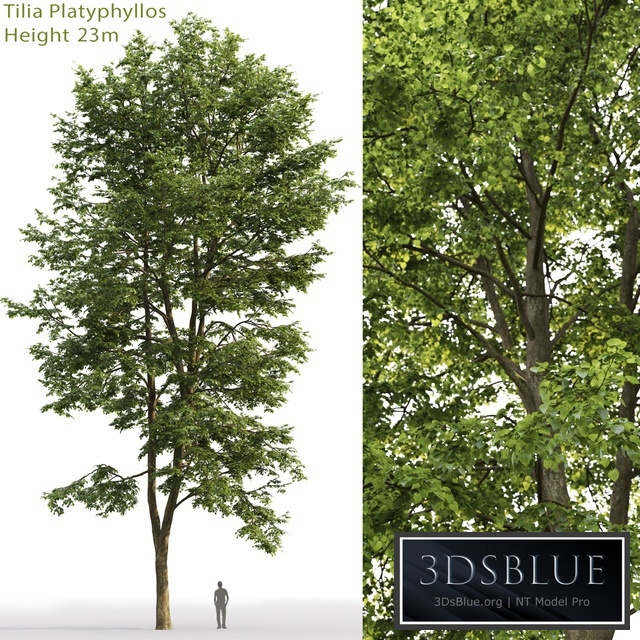 Tilia platyphyllos1212 