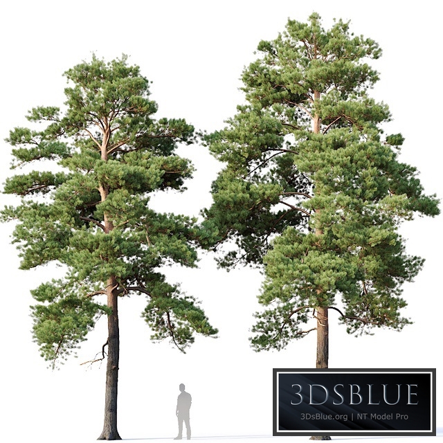 Pinus sylvestris Nr16 H12-14m Two tree set