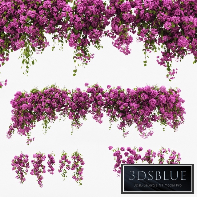 Bougainvillea climber