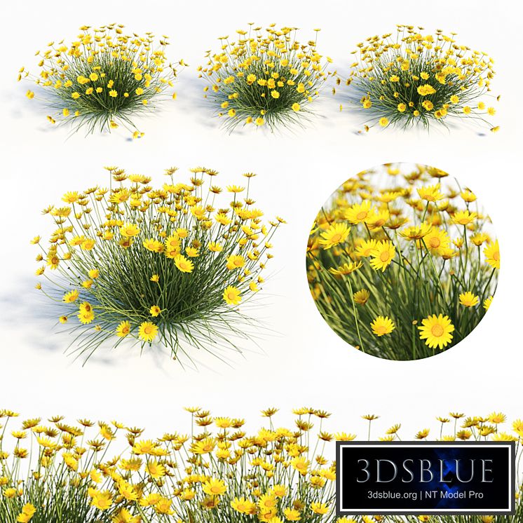 Tetraneuris Acaulis (Angelita Daisy)