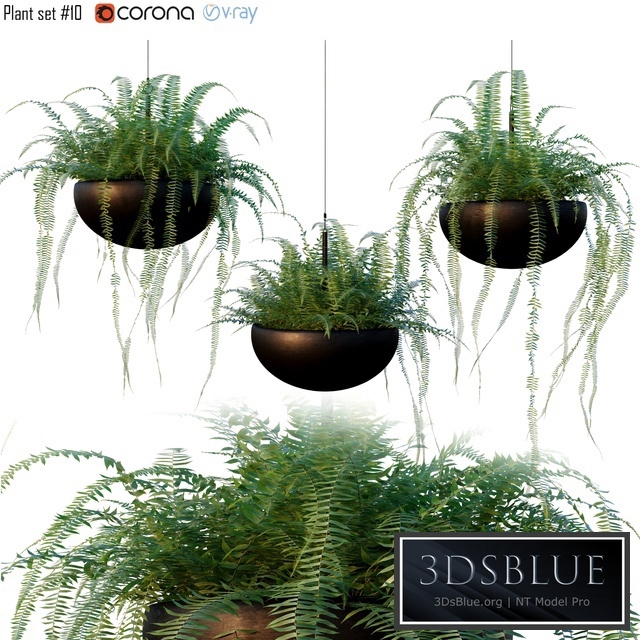 Nephrolepis cordifolia | Plant set # 10