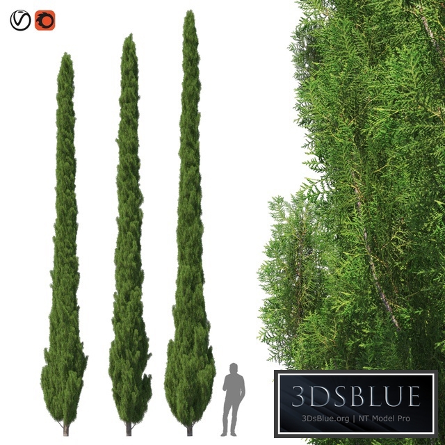 Cupressus 9-10m