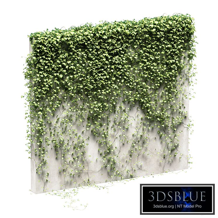 Ivy for the fence v3