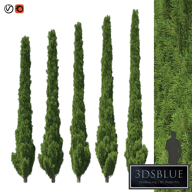 Cupressus 5-6m