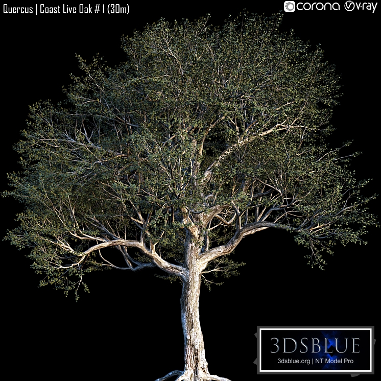 Quercus | Coast Live Oak # 1 (30m)