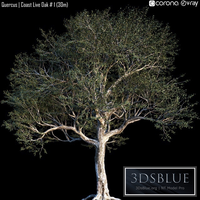Quercus | Coast Live Oak # 1 (30m)