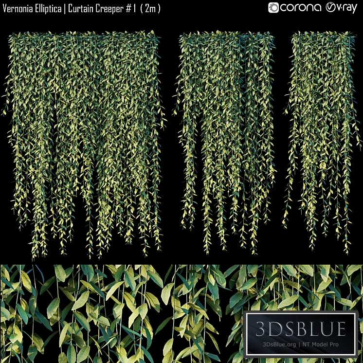 Vernonia Elliptica | Curtain Creeper # 1 (2m)