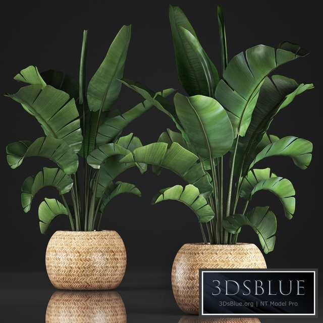 Plant collection 345. Banana palm. Basket, rattan, indoor banana, strelitzia, eco design, bush