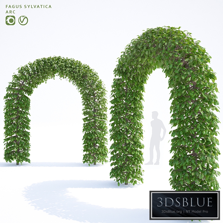 Beech european arch | Fagus sylvatica arc