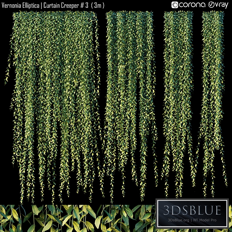 Vernonia Elliptica | Curtain Creeper # 3 (3m)