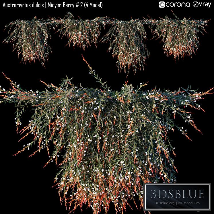 Austromyrtus dulcis | Midyim Berry # 2 (4 Model)