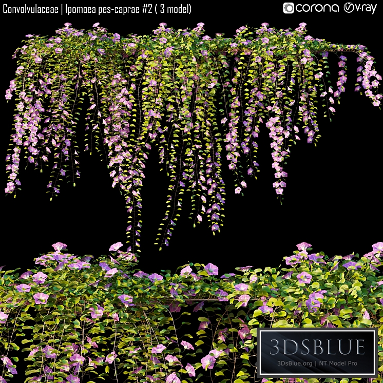 Convolvulaceae | Ipomoea pes-caprae # 2 (3 model)