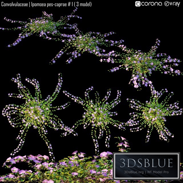 Convolvulaceae | Ipomoea pes-caprae # 1 (3 model)