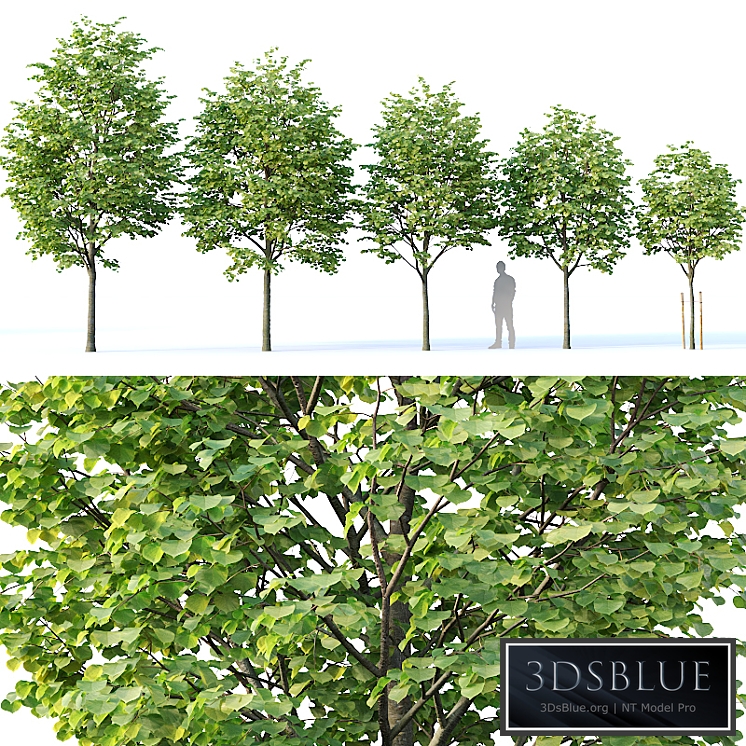 Tilia europaea # 1. H4-6.5m. Five tree set