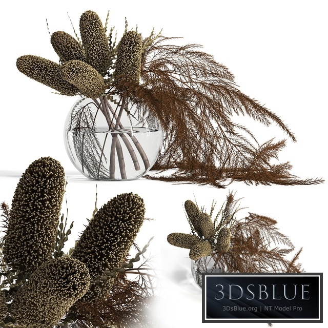 Dry banksia and fern