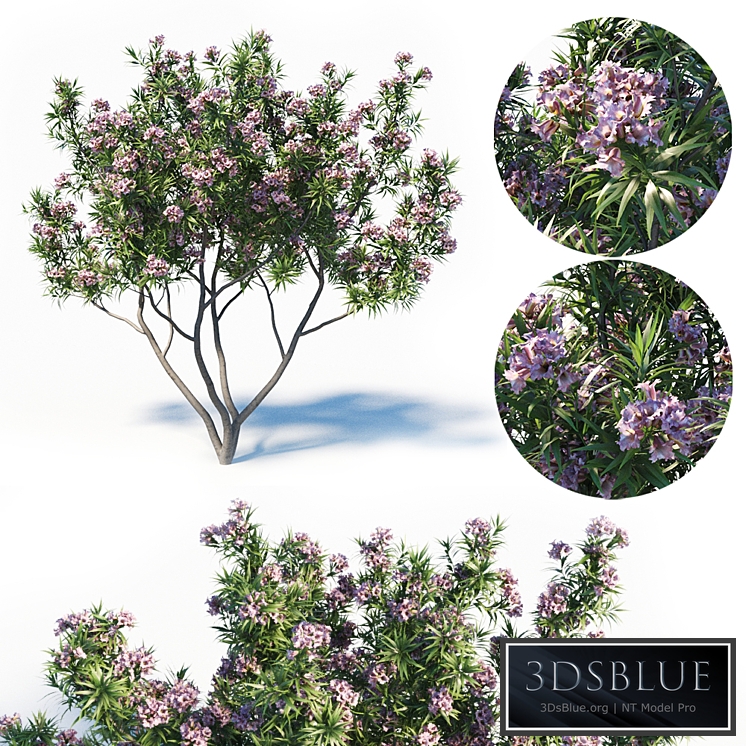 Pink Dawn Tree (Chitalpa Tashkentensis)