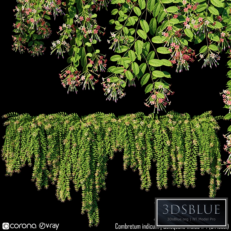 Combretum indicum | Quisqualis indica # 1 (5 Model)