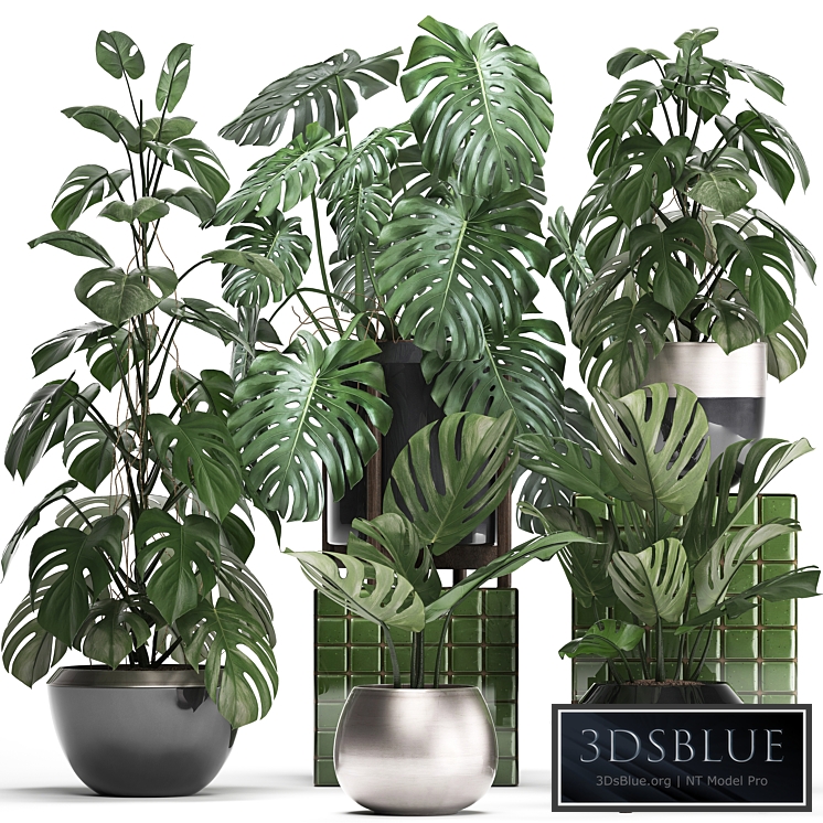 Plant collection 351. Monstera, Set, monstera, pot, flowerpot, indoor plants, luxury, set, eco design, bushes, thickets, leaves