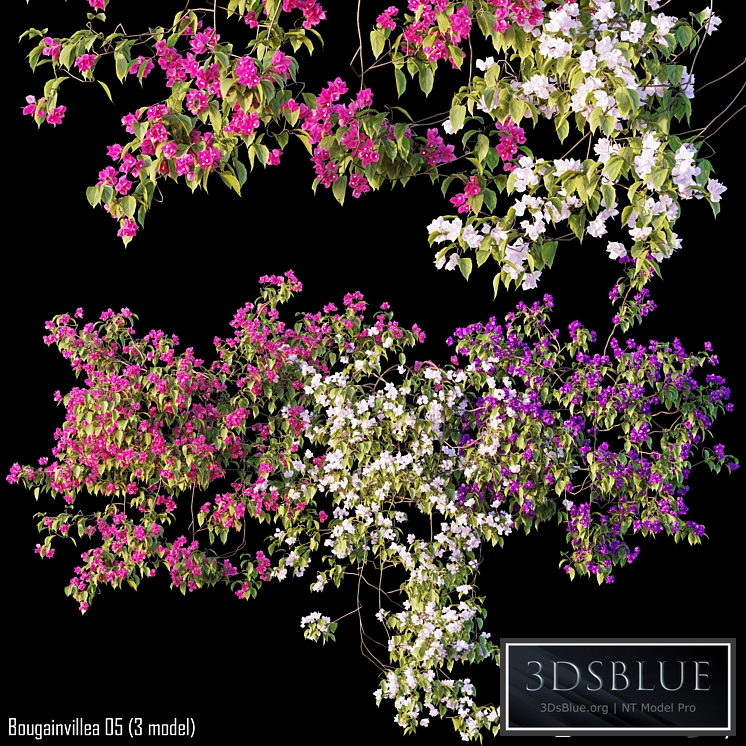 Bougainvillea 05 (3 model)