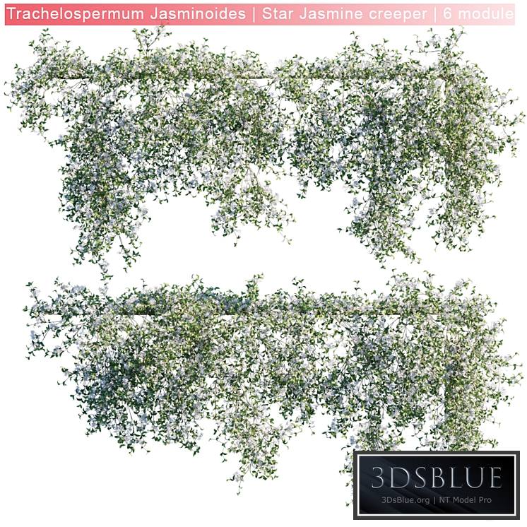 Trachelospermum Jasminoides | Star Jasmine creeper | 6 module