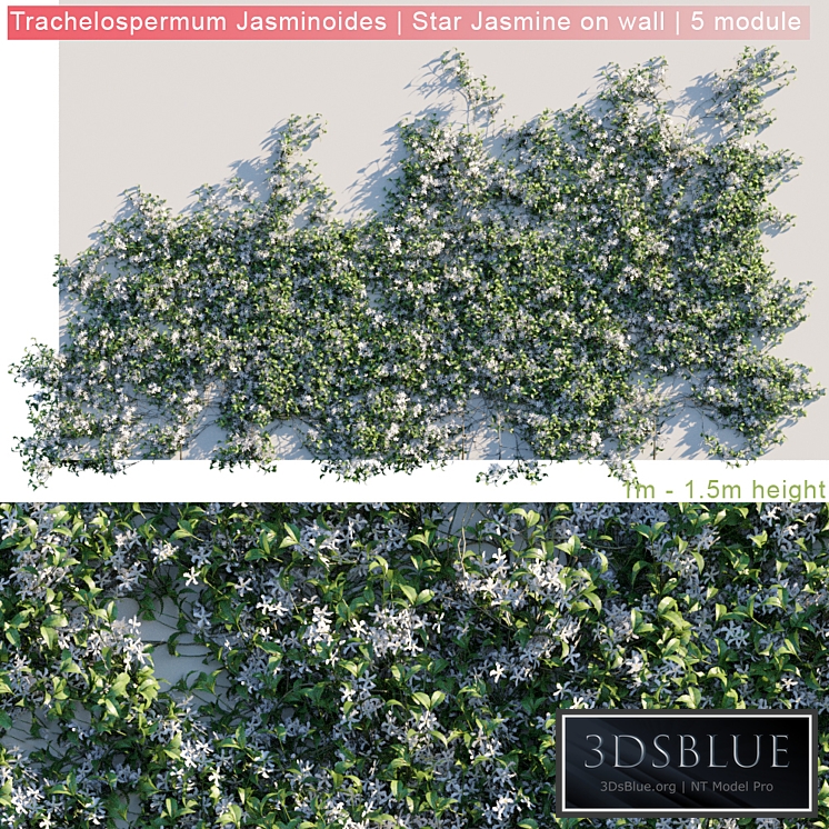 Trachelospermum Jasminoides | Star Jasmine on wall