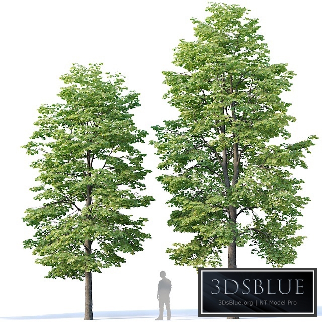 Tilia europaea # 3. H9-11m. Two tree set