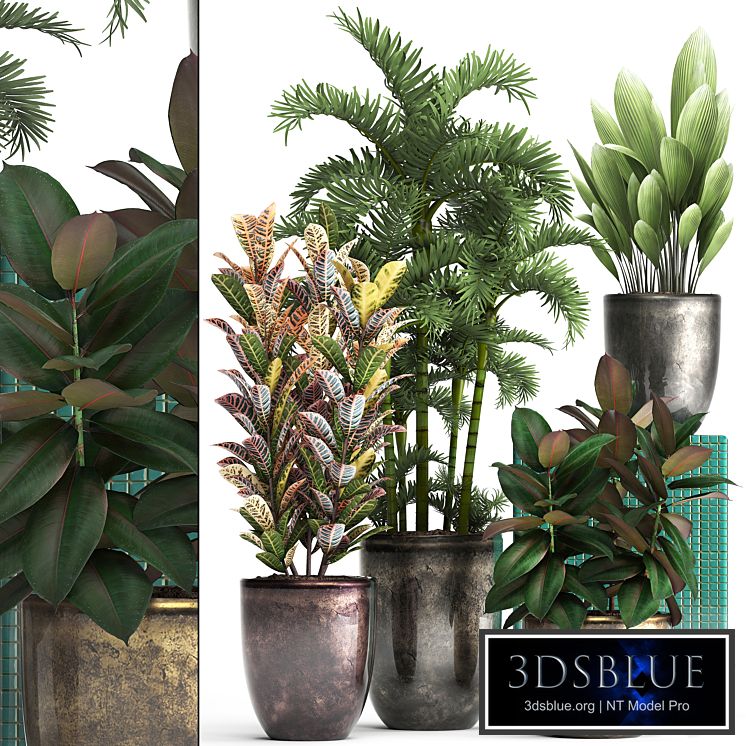 Plant collection 353. luxury, pot, flowerpot, indoor plants, Croton, palm grass, ficus robusta, areca palm