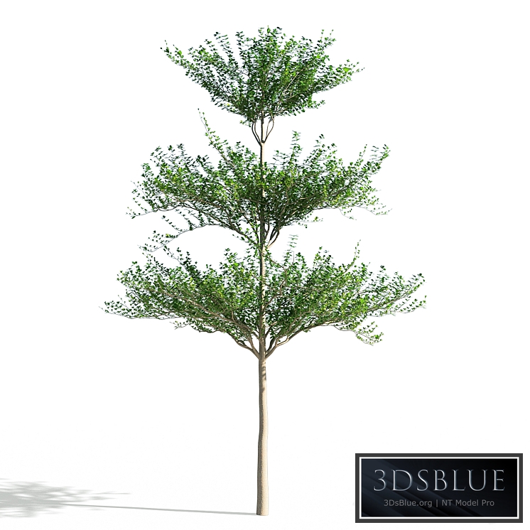 Terminalia mantaly 1