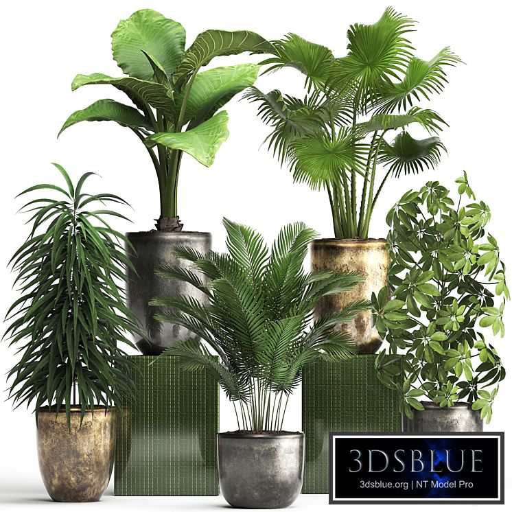 Plant collection 354. luxury, pot, flowerpot, indoor plants, fan palm, alocasia, Schefflera, Ficus Alii, luxury pot