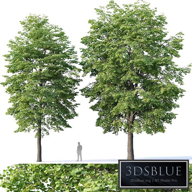 Tilia europaea # 4 H12-14m Two tree set