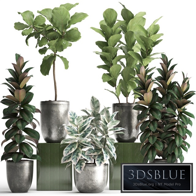 Plant collection 355. Ornamental trees, Ficus Lyrata, Ficus robusta, indoor, pot, flowerpot, luxury, luxury decor, ficus abidjan