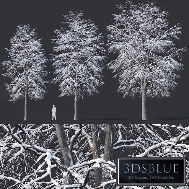 Tilia europaea # 7. H11-14m. Three winter tree set