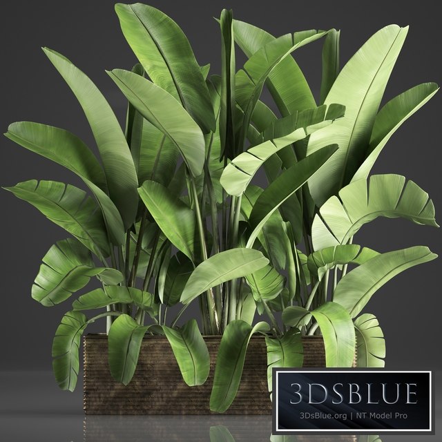 Plant collection 358. Banana, thickets, strelitzia, pot, flowerpot, concrete, indoor plants, strelitzia, exotic