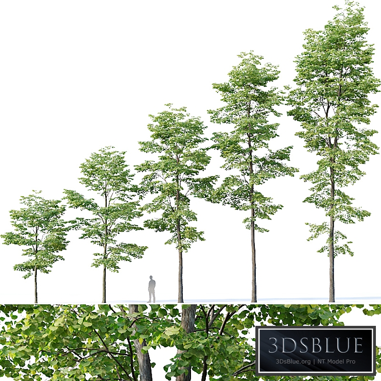 Tilia europaea # 8. H7-19m. Five forest trees