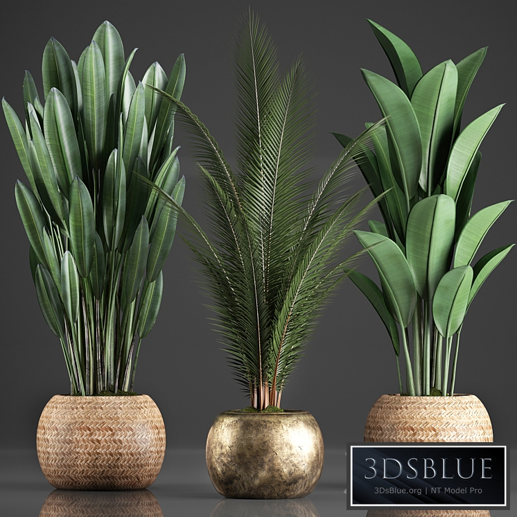 Collection of 360 plants. Banana, coconut tree, strelitzia, basket, rattan, indoor plants, strelitzia, eco design
