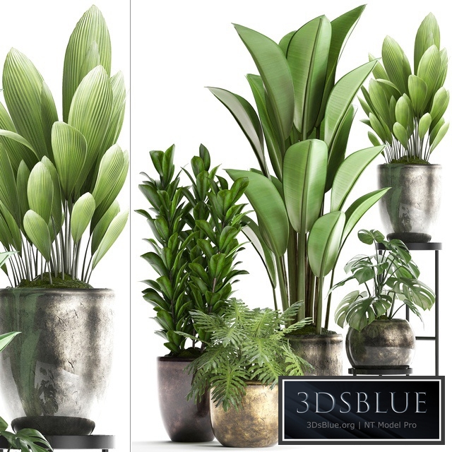 Plant Collection 361. luxury flowerpot, Philodendron, monstera, banana, palm grass, indoor plants, luxury, interior, strelitzia
