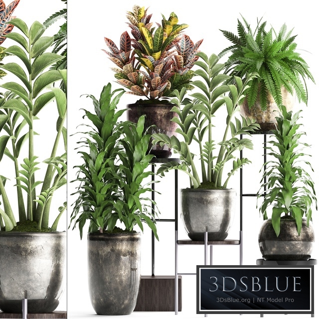 Plant Collection 362. luxury flowerpot, croton, fern, Zamioculcas, indoor plants, luxury flowerpot, flower stand, interior