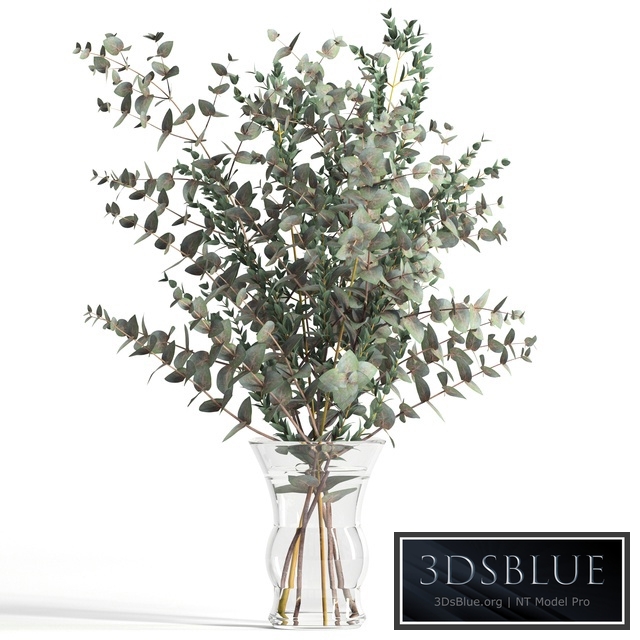 Bouquet of 2 types of eucalyptus