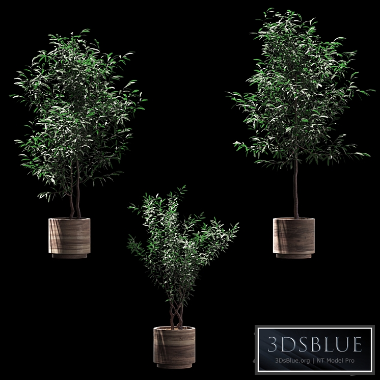 Plants in wooden pots. 3 models