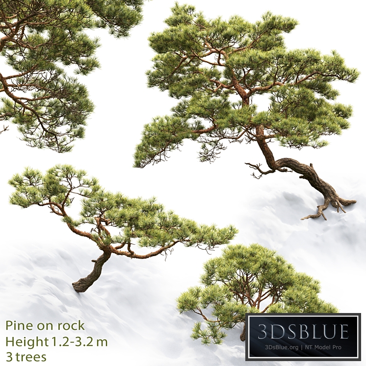 Pine