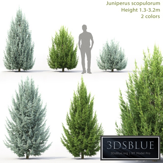 Juniperus scopulorum # 3