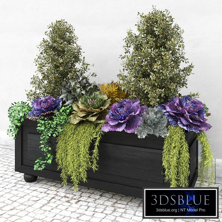 Brassica oleracea (Ornamental Cabbage)