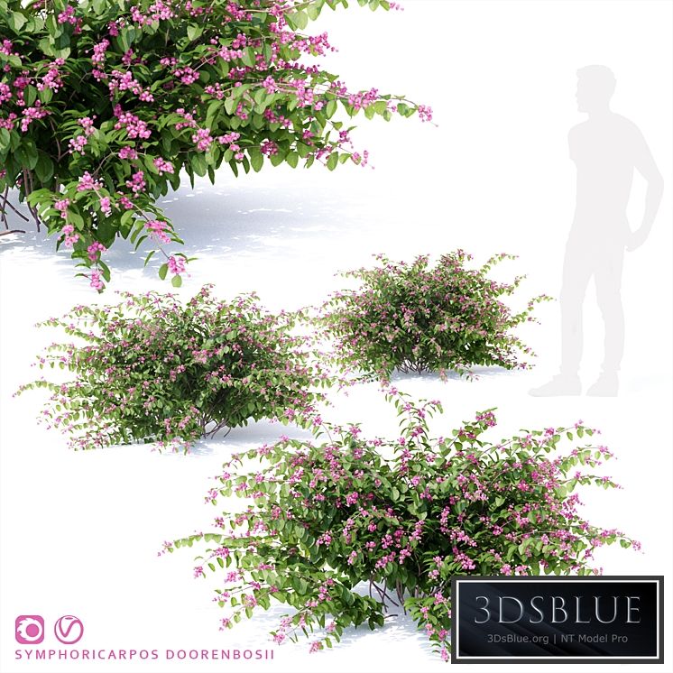 Snowberry Dorenbose bush | Symphoricarpos doorenbosii