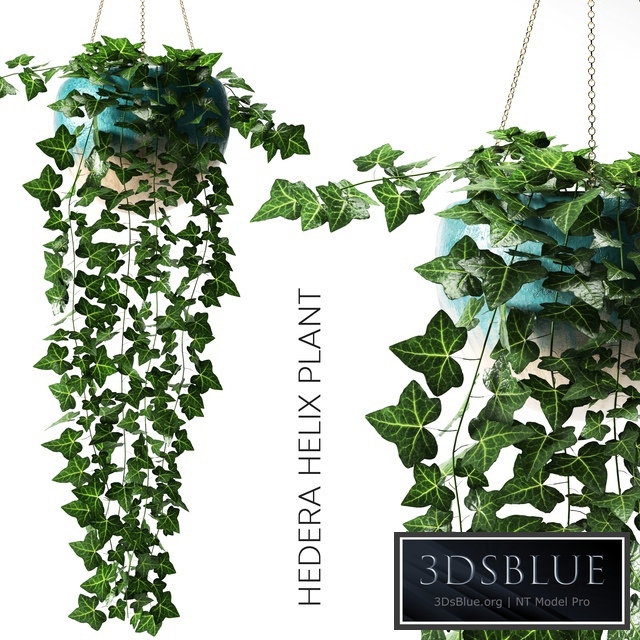 hedera helix plant
